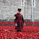 Image for article titled 888,246 Handmade Poppies Surround the Tower of London to Commemorate WWI